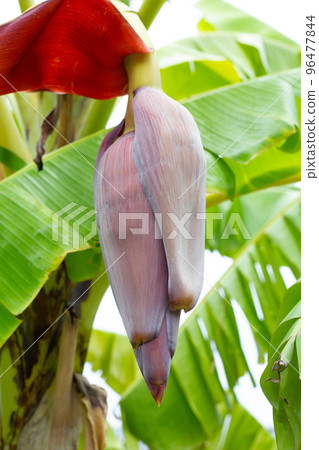 Bunch of banana blossom on banana tree Bunch of banana blossom on banana tree 96477844