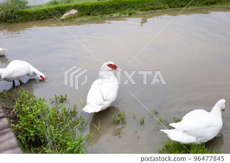 Free range duck farm. Natural organic duck 96477845