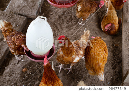 Chickens or hens on traditional free range poultry farm 96477849