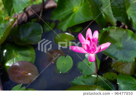 Beautiful blooming Nymphaea lotus flower with leaves, Water lily pot Beautiful blooming Nymphaea lotus flower with leaves, Water lily pot 96477850