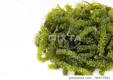 Sea grape seaweed on wihte background. Sea grape seaweed on wihte background. 96477941