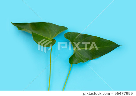 Flamingo flower or pigtail anthurium leaves 96477999