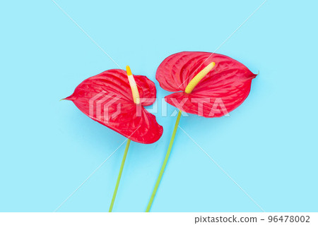 Flamingo flower or pigtail anthurium 96478002