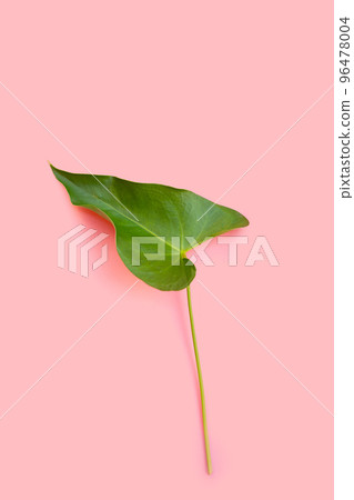 Flamingo flower or pigtail anthurium leaf 96478004