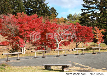Mominoki Forest ParkAutumn Leaves Mominoki Forest ParkAutumn Leaves 96478502