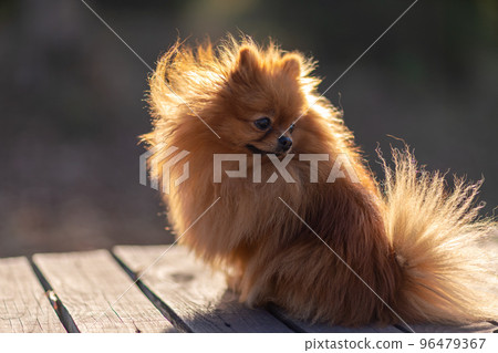 Mini pomeranian walks in the park. Pomeranian on a walk in the autumn park. Dog on the street. Mini pomeranian walks in the park. Pomeranian on a walk in the autumn park. Dog on the street. 96479367