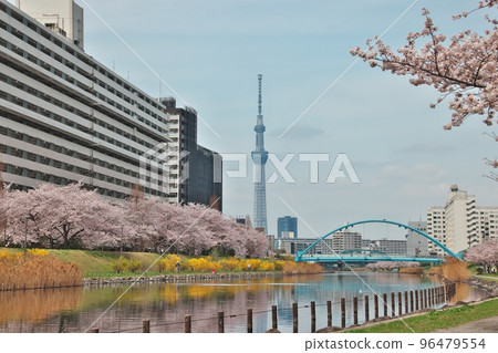 春天的東京晴空塔倒映在櫻花盛開的舊中川水邊公園 96479554