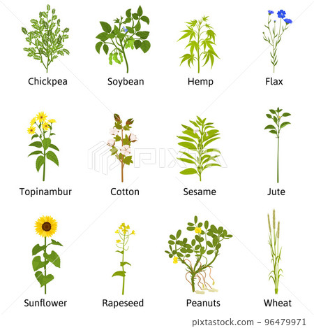 Tecnhical Flowers Plants Set 96479971