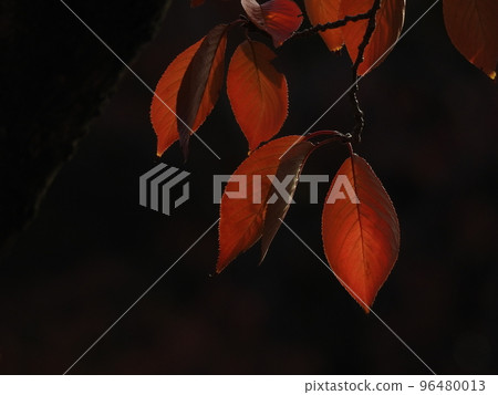 Sakura leaves turning bright red 96480013