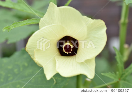 Okra's Flower Okra's Flower 96480267