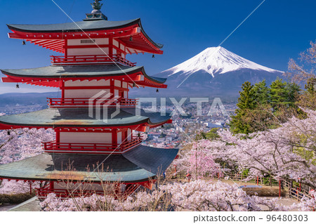 "Yamanashi Prefecture" Mt. Fuji, five-storied pagoda and cherry blossoms in full bloom, Arakurayama Sengen Park in spring "Yamanashi Prefecture" Mt. Fuji, five-storied pagoda and cherry blossoms in full bloom, Arakurayama Sengen Park in spring 96480303