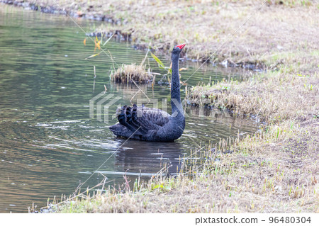 Black bird of the lake Black bird of the lake 96480304