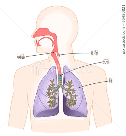 呼吸系統、肺、氣管、口腔、鼻腔的插圖 呼吸系統、肺、氣管、口腔、鼻腔的插圖 96480821