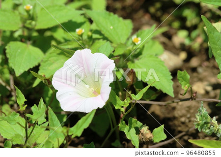 Bindweed that blooms in early summer Bindweed that blooms in early summer 96480855