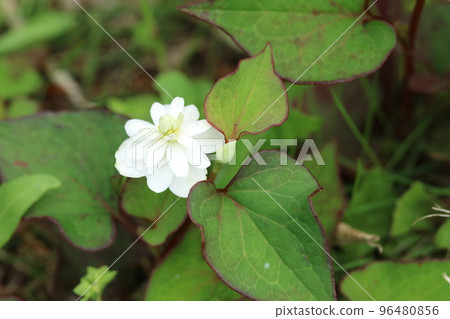 Flowers of double-blooming Tokudome Flowers of double-blooming Tokudome 96480856