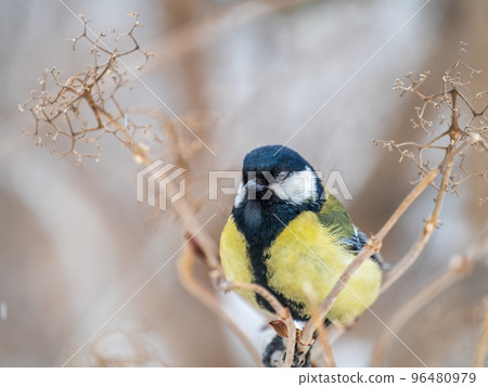 Cute bird Great tit, songbird sitting on a branch without leaves in the autumn or winter. Cute bird Great tit, songbird sitting on a branch without leaves in the autumn or winter. 96480979
