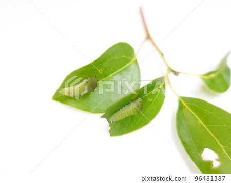 Caterpillar caterpillar larva bluebottle swallowtail butterfly 96481387