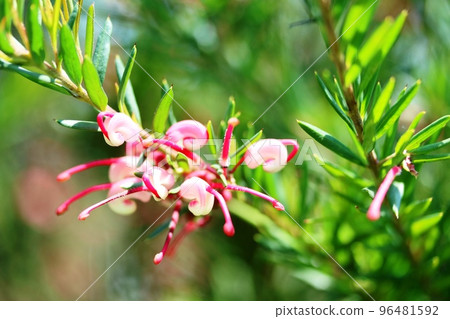 Lavender grevillea flowers blooming in early summer 96481592