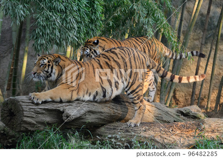 日誌上的東北虎兄妹 96482285