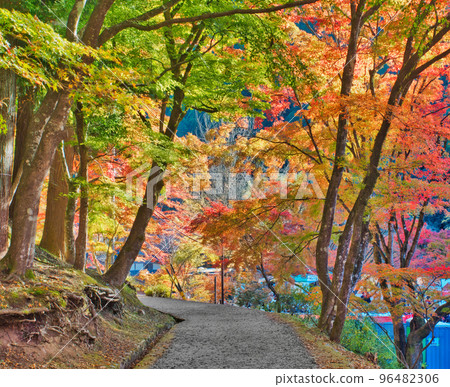 紅葉隧道香嵐溪的紅葉自然風光(愛知縣豐田市,秋天) 紅葉隧道香嵐溪的紅葉自然風光(愛知縣豐田市,秋天) 96482306