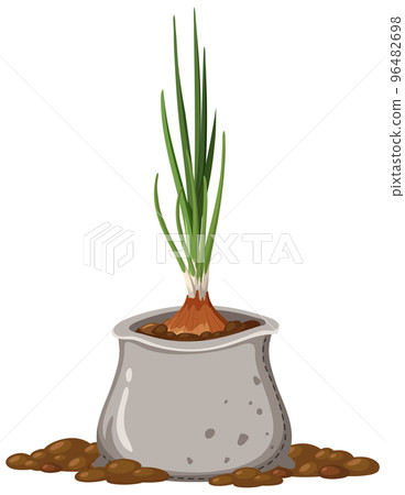 Onion growing in the bag Onion growing in the bag 96482698