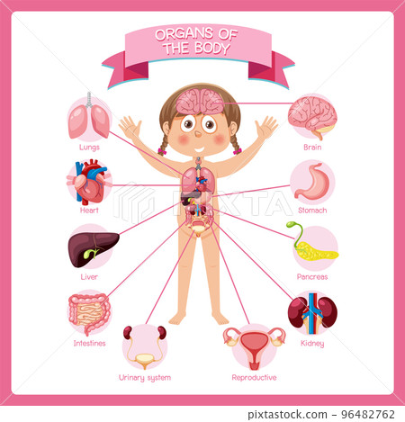 Internal organs of the body for kids 96482762