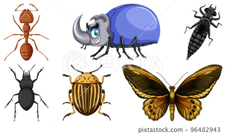 Set of different kinds of insects 96482943