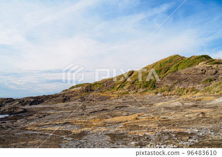 Kurosaki no Hana winter on the Miura Peninsula 96483610
