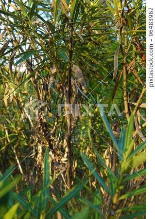 plant got yellow and dry plant got yellow and dry 96483962