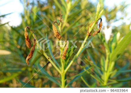 plant got yellow and dry  96483964