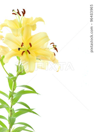 大百合，東方雜種，黃色花，明亮的背景 96483965
