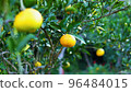 Summer mandarin oranges that have begun to turn colors in autumn and winter 96484015