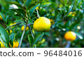 Summer mandarin oranges that have begun to turn colors in autumn and winter 96484016