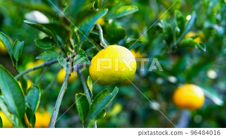 Summer mandarin oranges that have begun to turn colors in autumn and winter Summer mandarin oranges that have begun to turn colors in autumn and winter 96484016