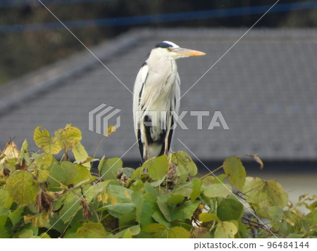 Gray heron photographed in a nearby stream 96484144