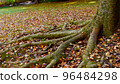 A large tree with thick roots that lives strong 96484298