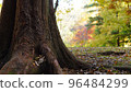 A large tree with thick roots that lives strong 96484299