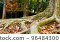 A large tree with thick roots that lives strong 96484300