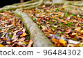 A large tree with thick roots that lives strong 96484302