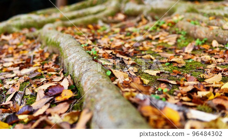 A large tree with thick roots that lives strong A large tree with thick roots that lives strong 96484302
