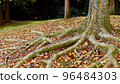 A large tree with thick roots that lives strong 96484303