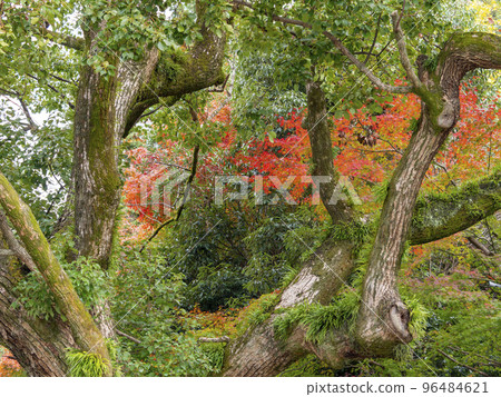 Shinto shrine's maple trees in vivid autumn colors Shinto shrine's maple trees in vivid autumn colors 96484621