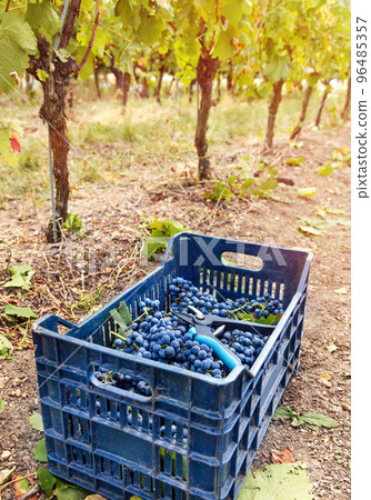 Grapes in plastic crate during grape harvest in South Italy, Puglia Grapes in plastic crate during grape harvest in South Italy, Puglia 96485357