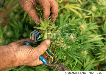 Farmer controlling quality of blooming Marijuana. Organic Cannabis Sativa Female Plants with CBD Farmer controlling quality of blooming Marijuana. Organic Cannabis Sativa Female Plants with CBD 96485369