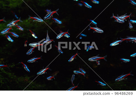 霓虹燈四圖形材料水族館 霓虹燈四圖形材料水族館 96486269