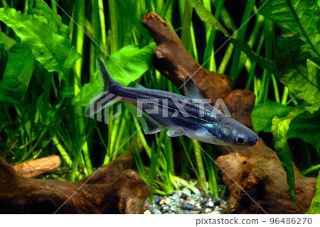 開顏幼鯰魚 96486270