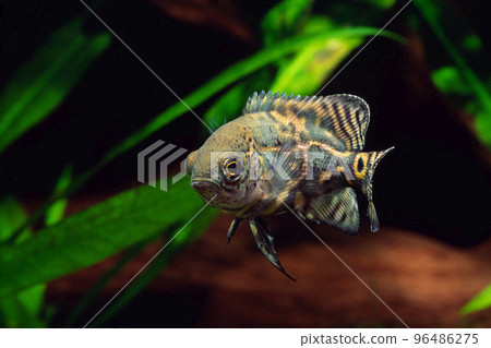Astronautus Wild Oscar juvenile cichlid 96486275