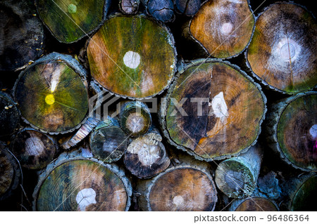 wood pattern, wood cross section 96486364