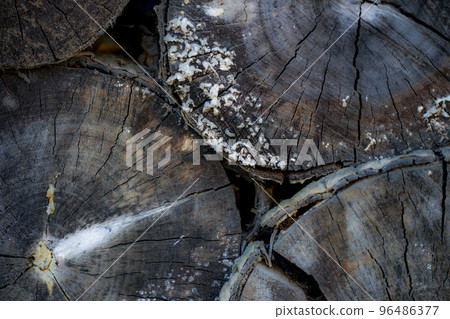 wood pattern, wood cross section wood pattern, wood cross section 96486377