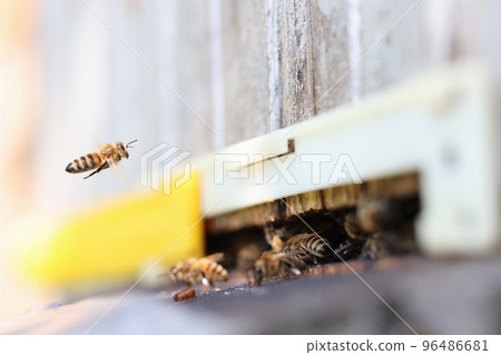 Honey bees swarm flying around enters of hive 96486681